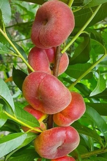 Персик інжирний ‘Пінк Рінг’|Prunus persica ‘Pink Ring’|Персик инжирный ’Пинк Ринг’